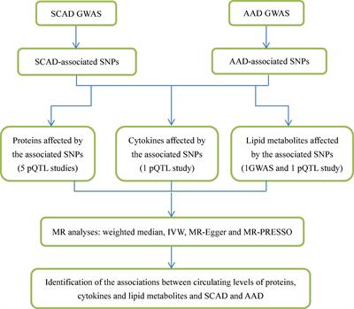 Genome-Wide Identification of Associations of Circulating Molecules With Spontaneous Coronary Artery Dissection and Aortic Aneurysm and Dissection